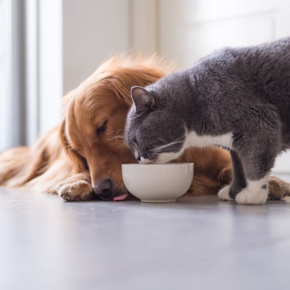 Golden Retriever and grey cat eating from bowl together