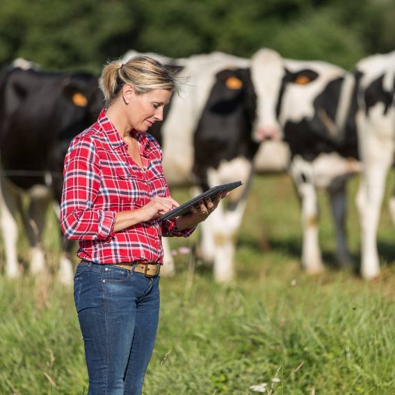 woman on tablet with dairy cows