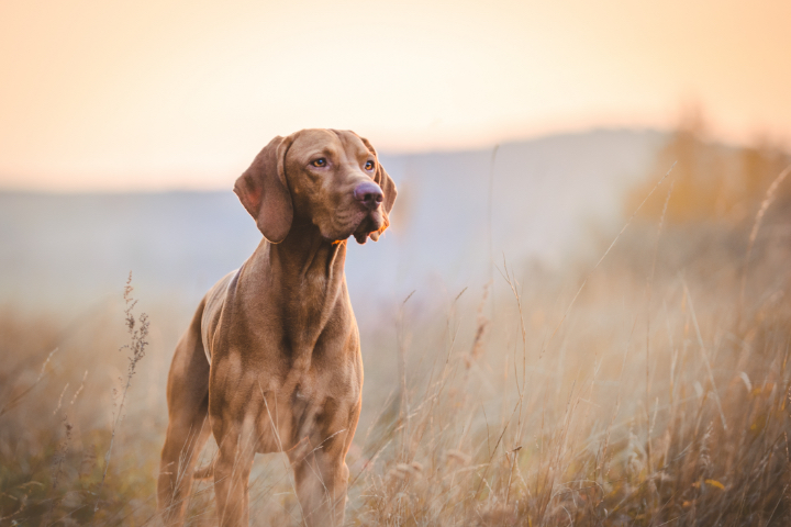 Brown Labrador Retriever in field