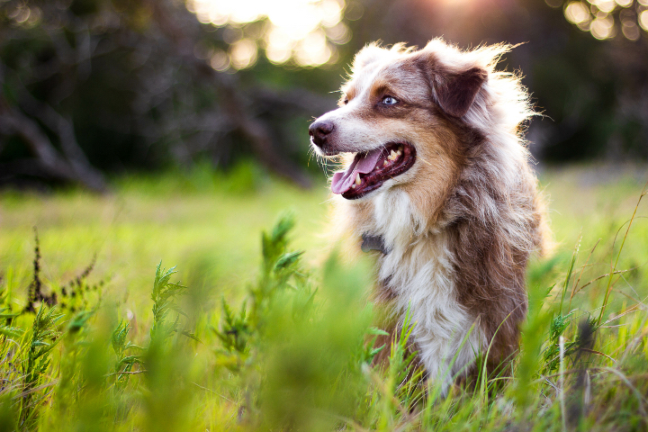 Border Collie in field