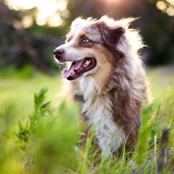 Border Collie in field