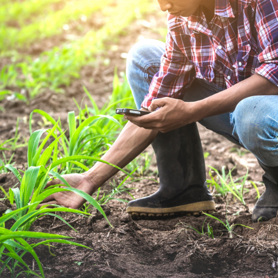 Farmer examining plant in field