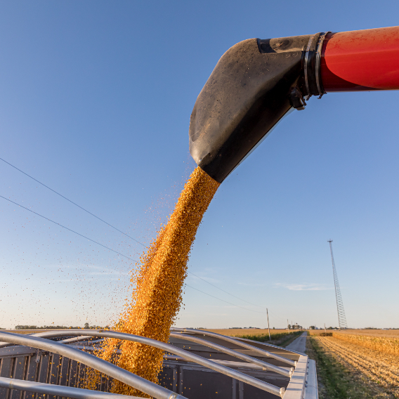 Closeup of combine harvester auger unloading corn