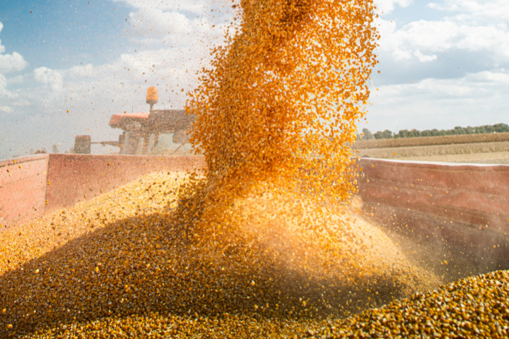 Grains being poured into truck