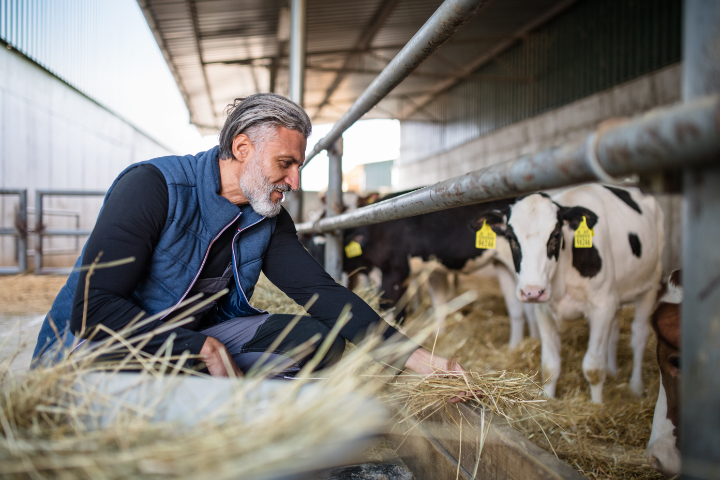 Man feeding dairy cow