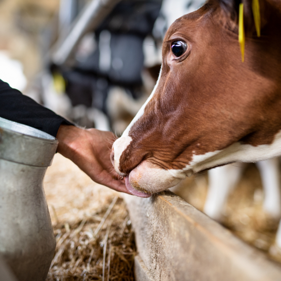 cow eating out of worker's hand