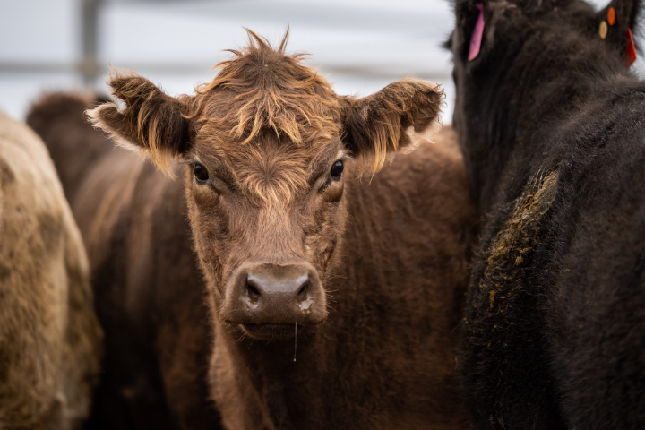 Brown cow looking at camera