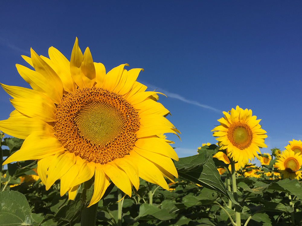 Sunflower Field