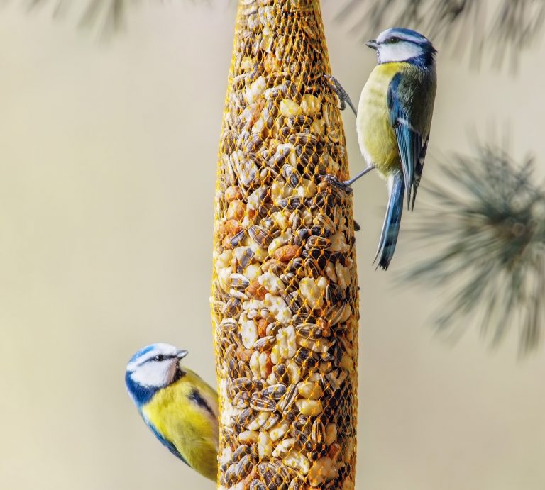 Birds eating a blend