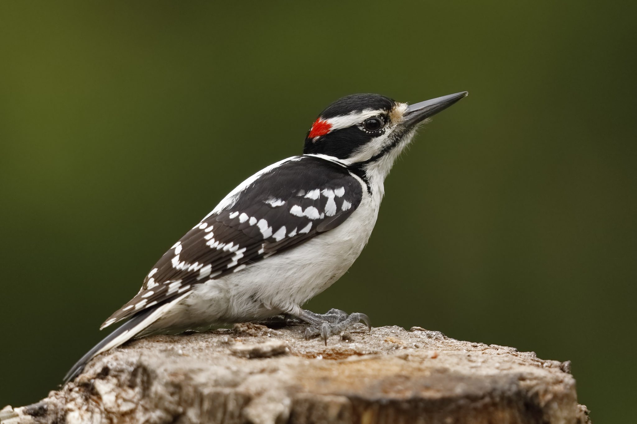 Male Hairy Woodpecker