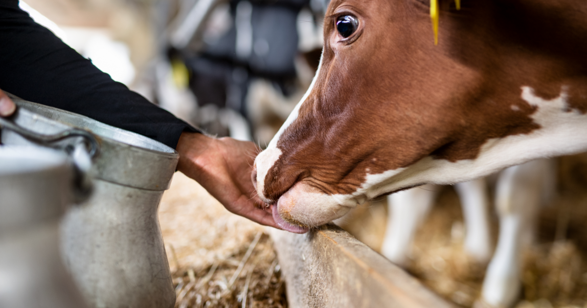 Animal feed ingredient solutions | Scoular