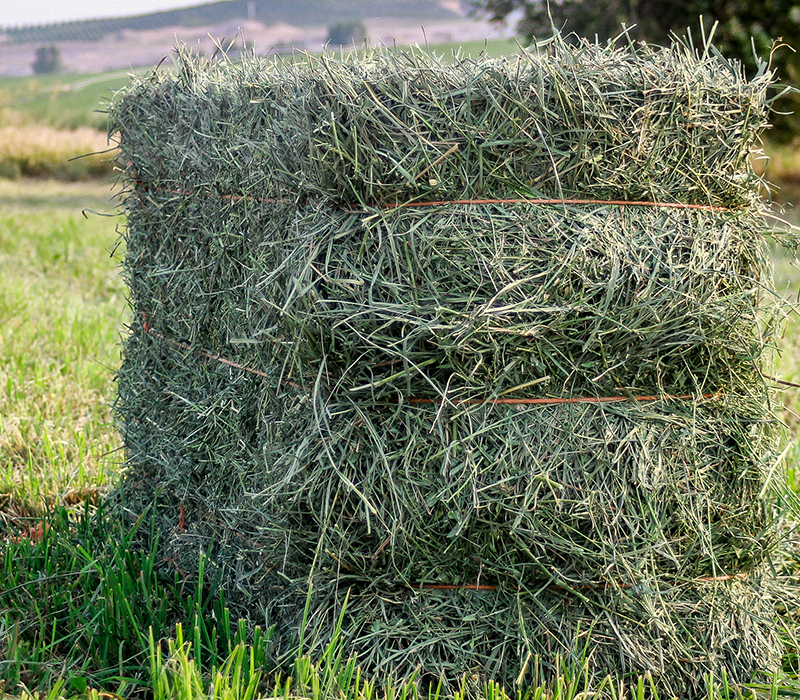 Alfalfa bail