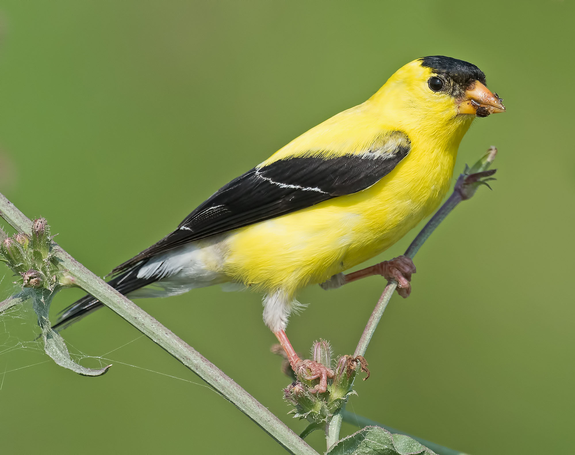 American Gold Finch