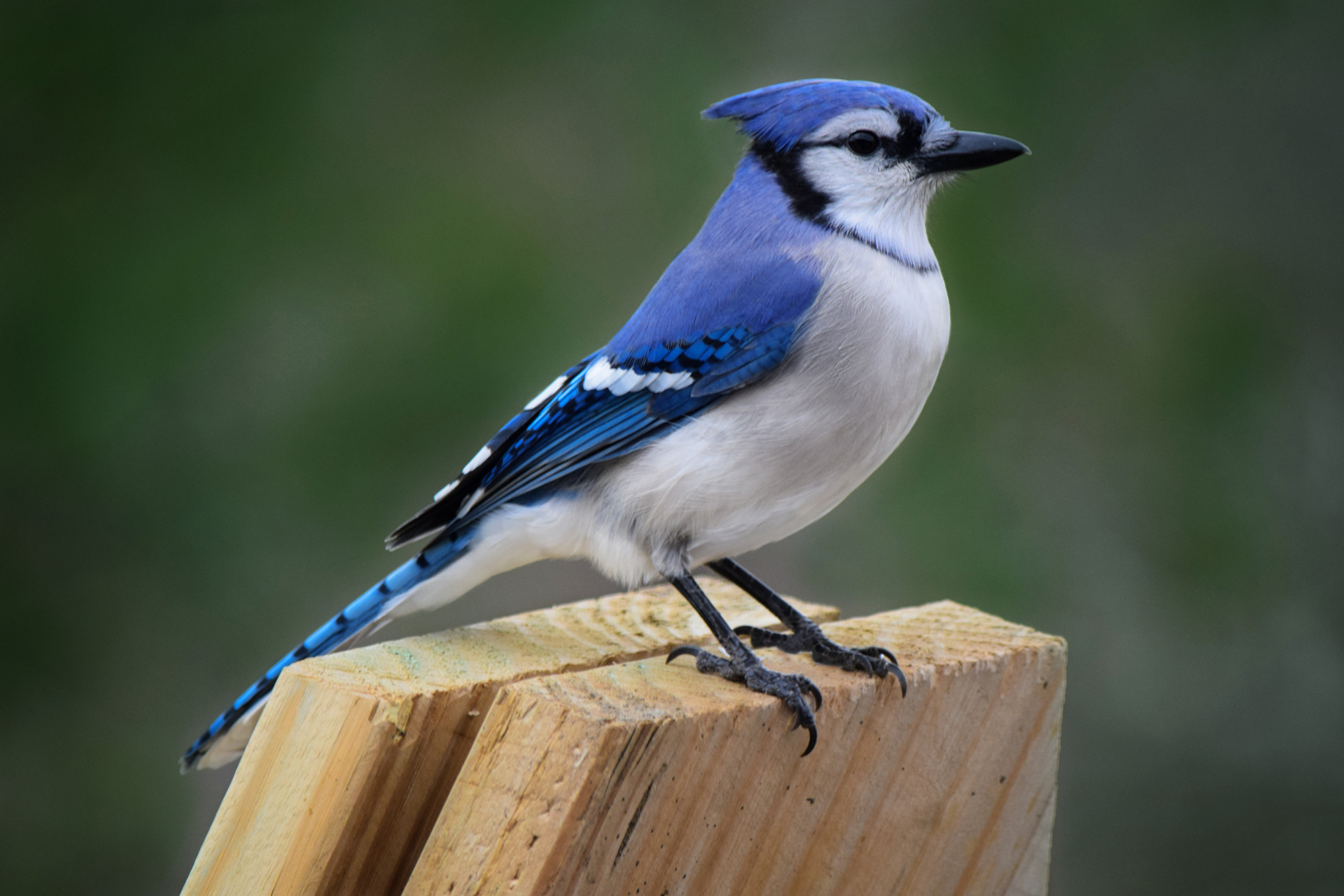 Blue Jay