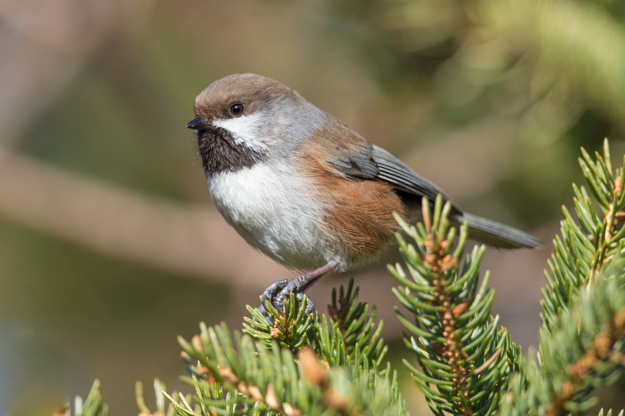 Boreal Chickadee
