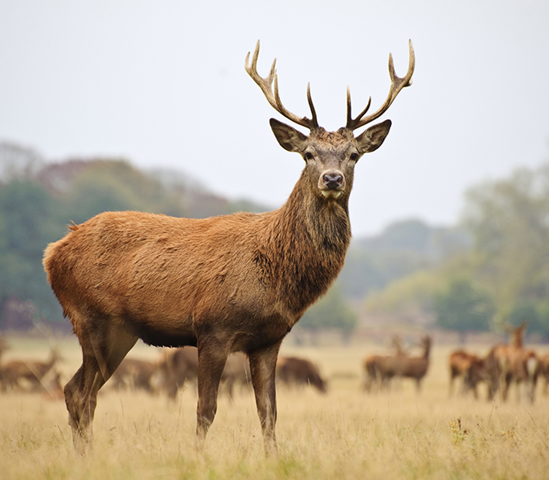 Venison Buck