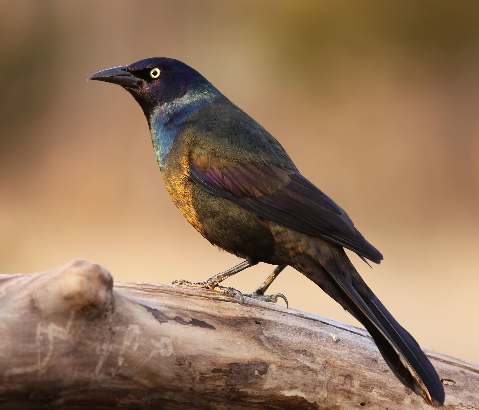 Common Grackle
