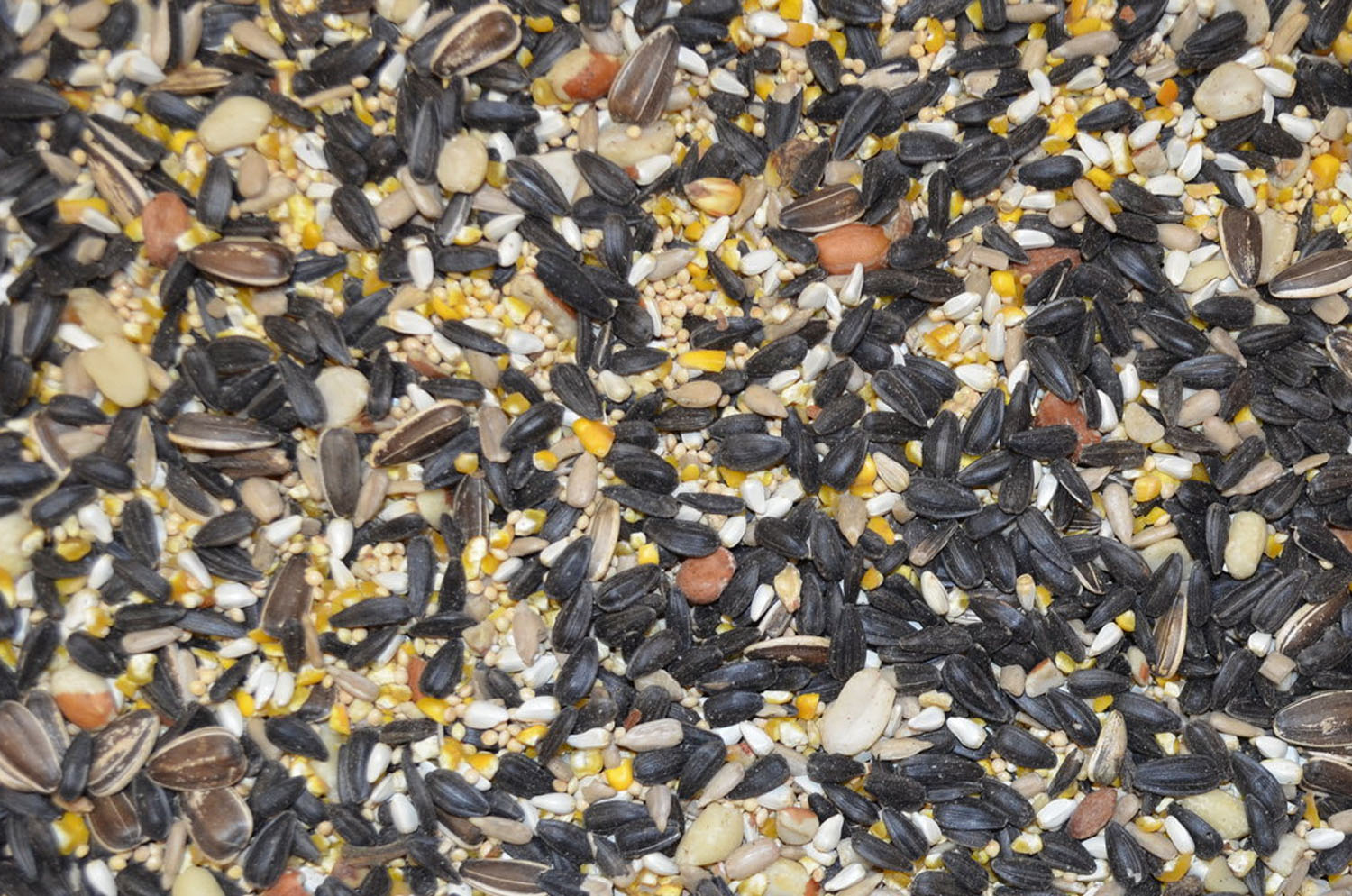 Deluxe blend wild bird seed.