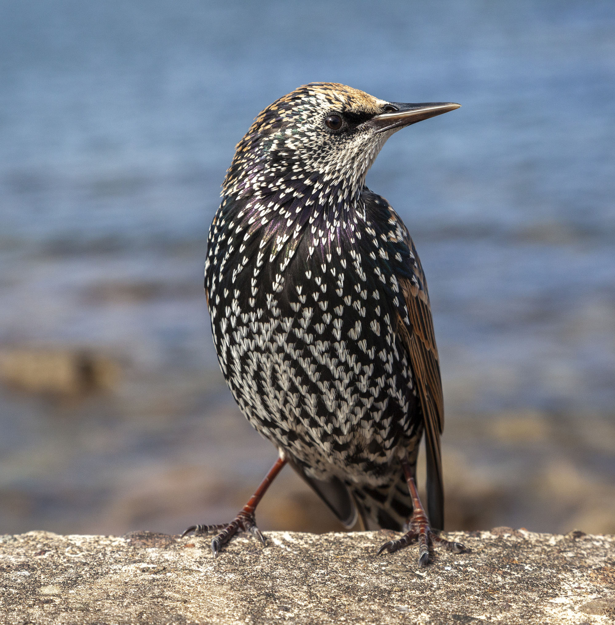 European Starling