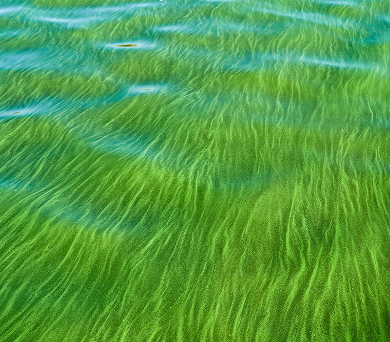 algae