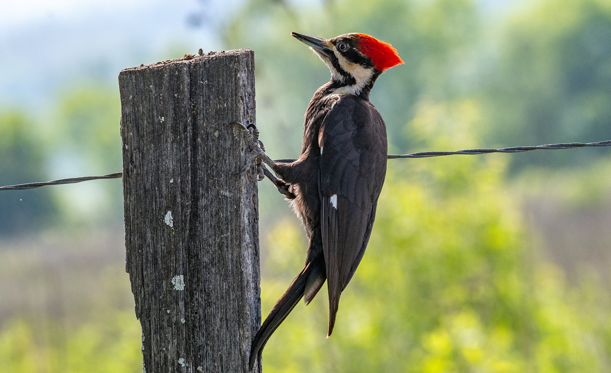 Pileated Woodpecker