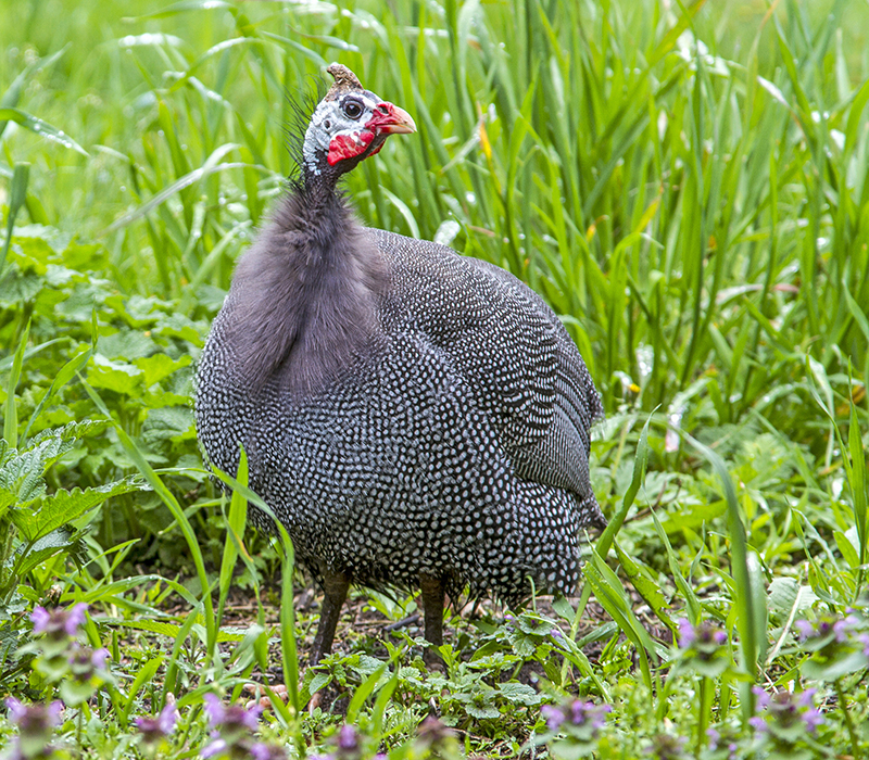 Guinea fowl