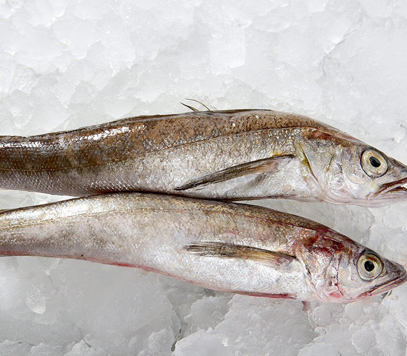 Hake on ice