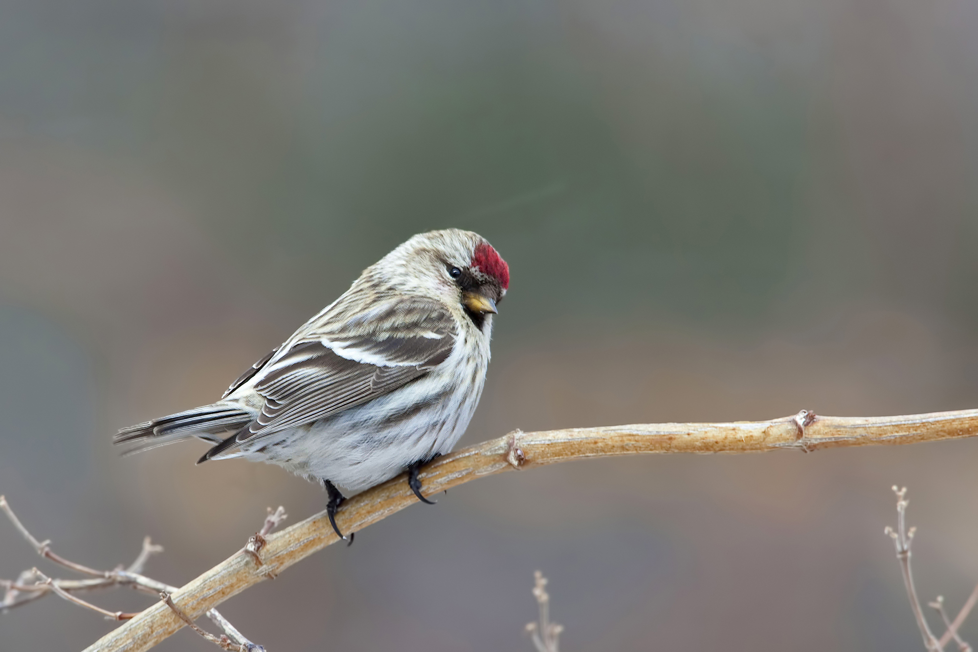 Hoary Redpoll