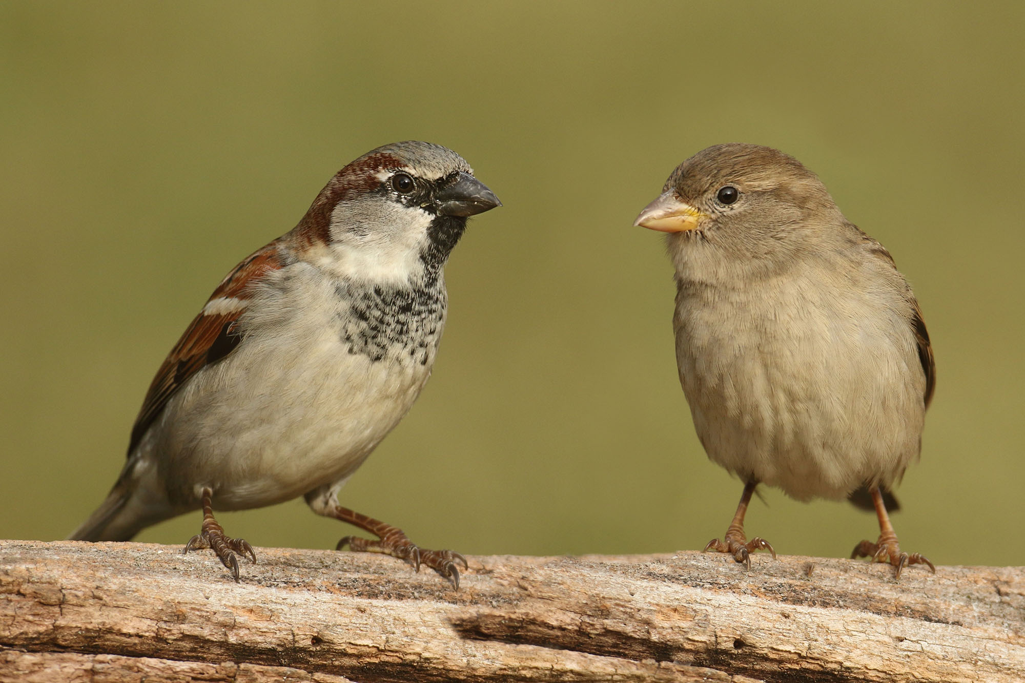 Male and female house sparrows