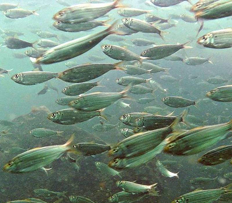 Menhaden