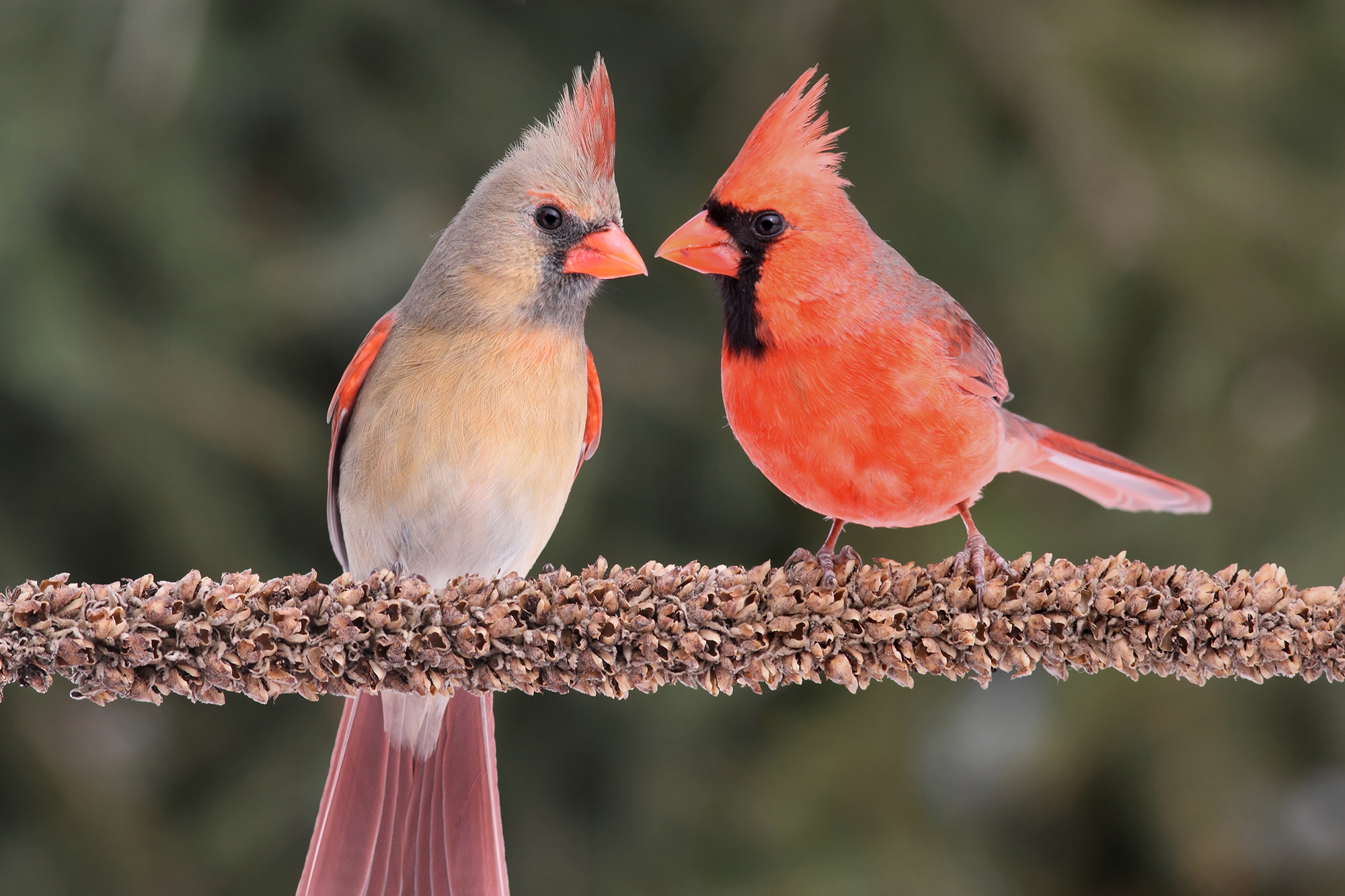 Male & Female Northern Cardinals