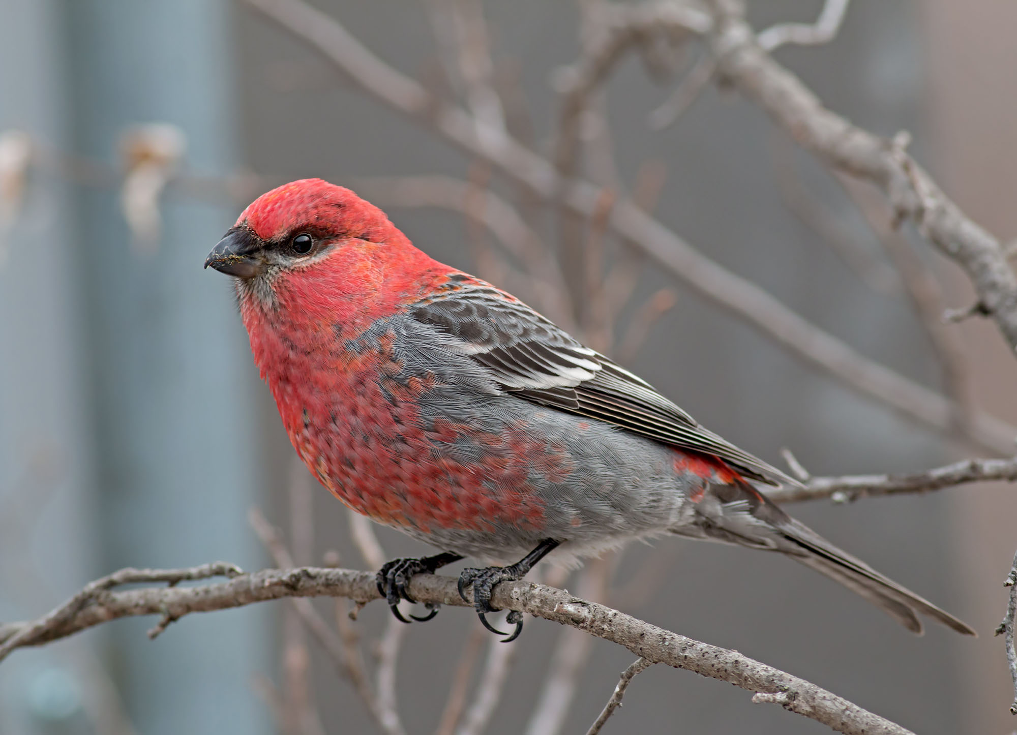 Male Pine Grosbeak