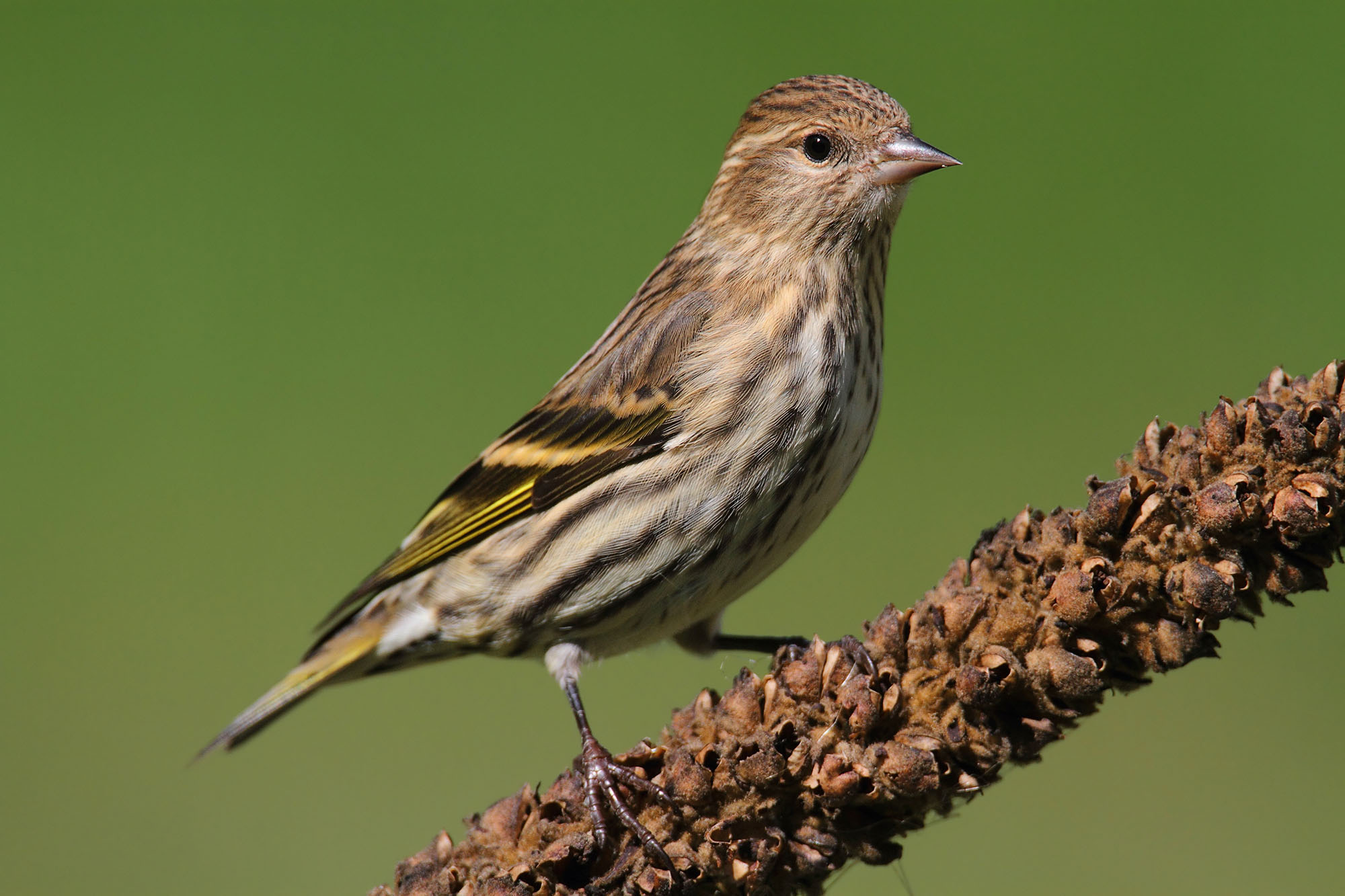 Pine Siskin