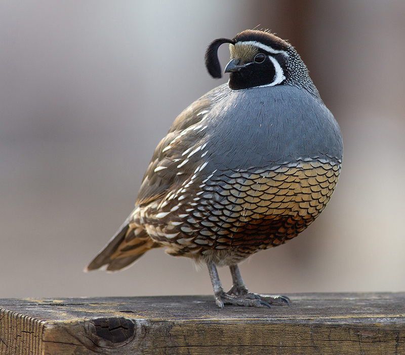 Male Quail