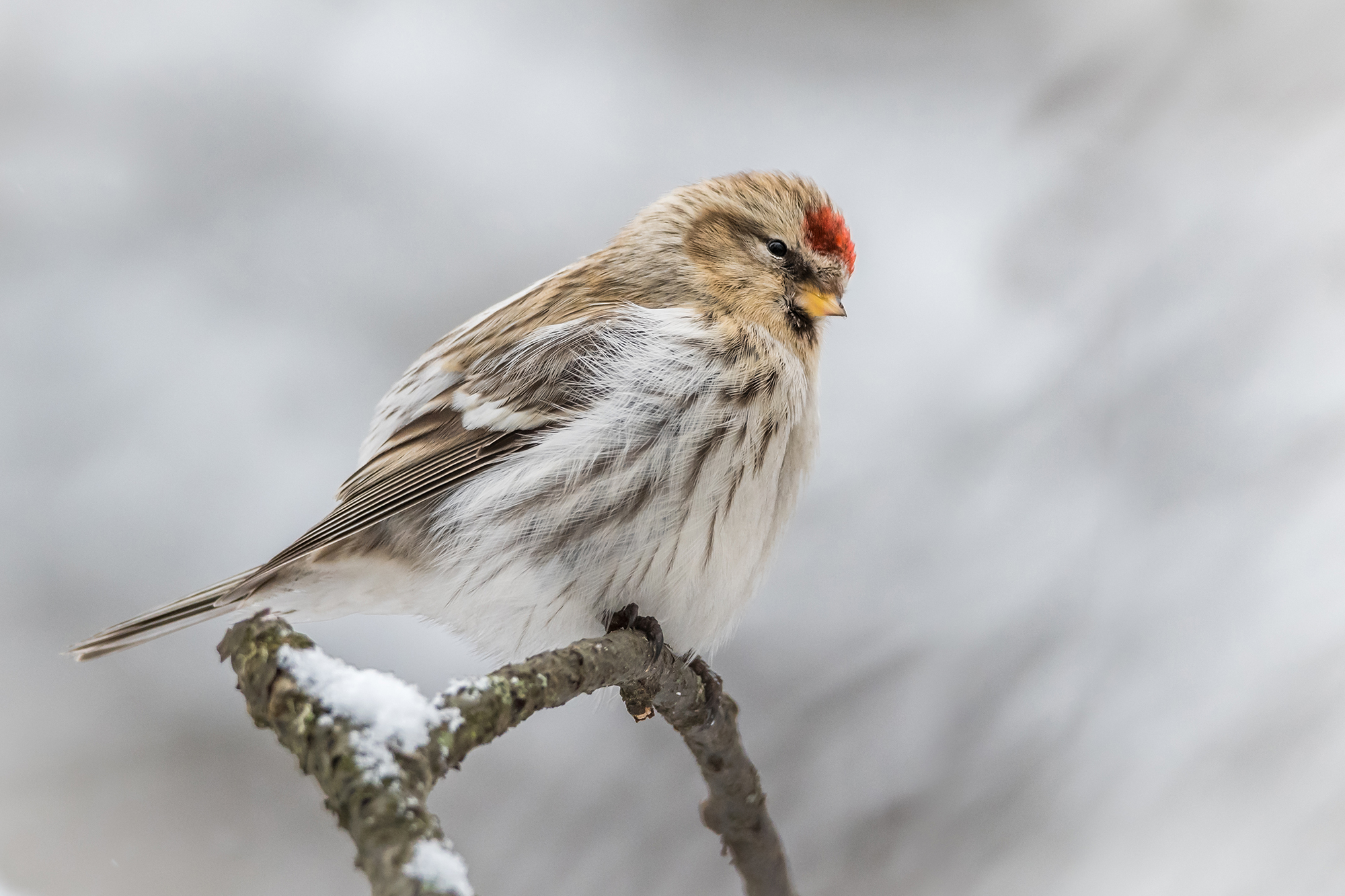 Common Redpoll