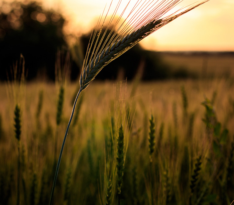 Organic rye in field