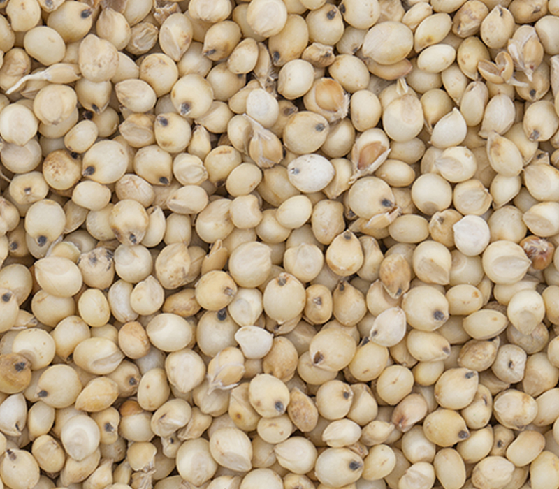 Sorghum seeds