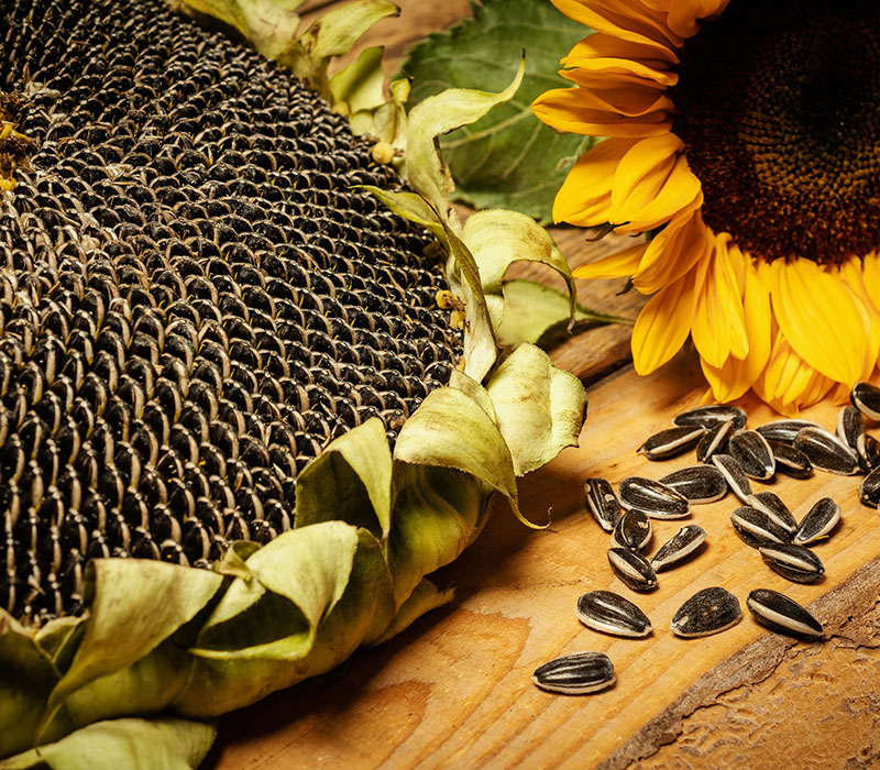 Striped sunflower seed sunflower