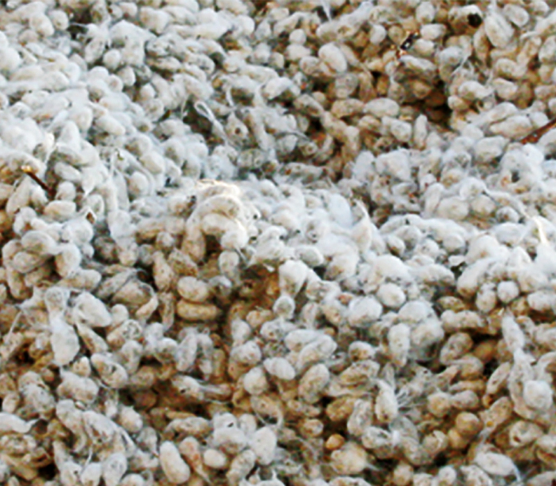 Whole cotton seed