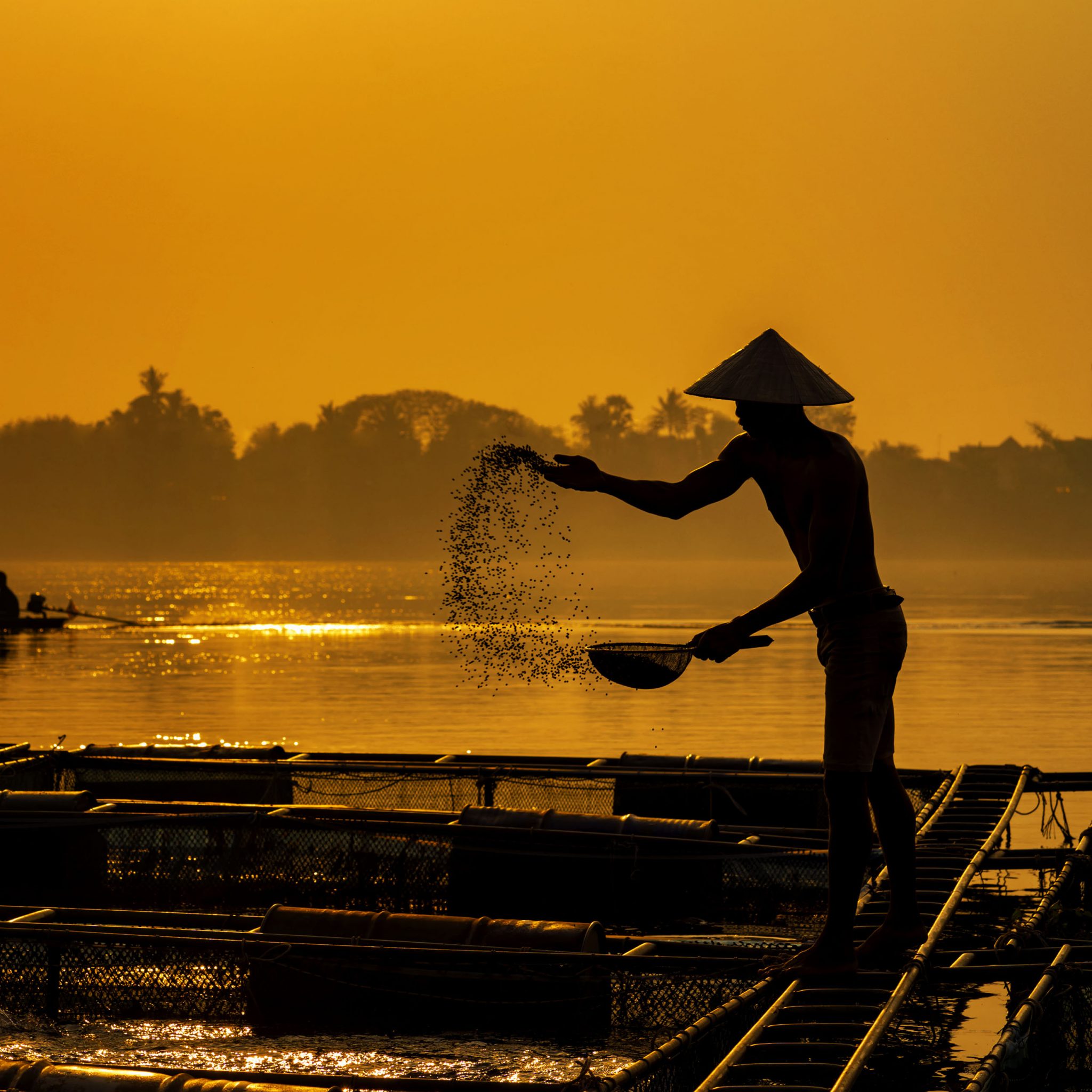 Feeding fish in a fish farm