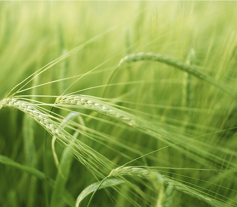 Barley field