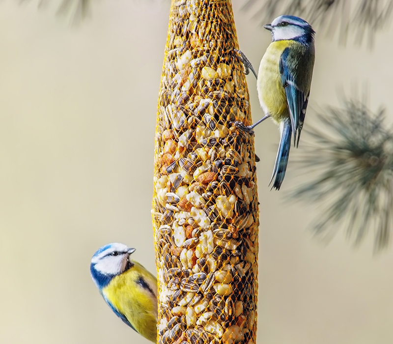 Birds eating a bird seed blend