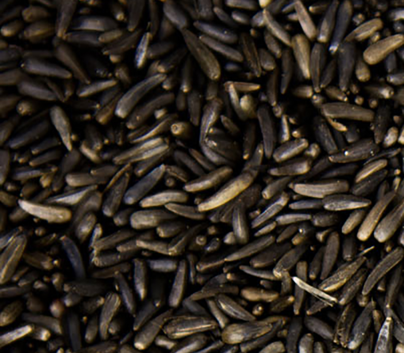 Nyjer seeds