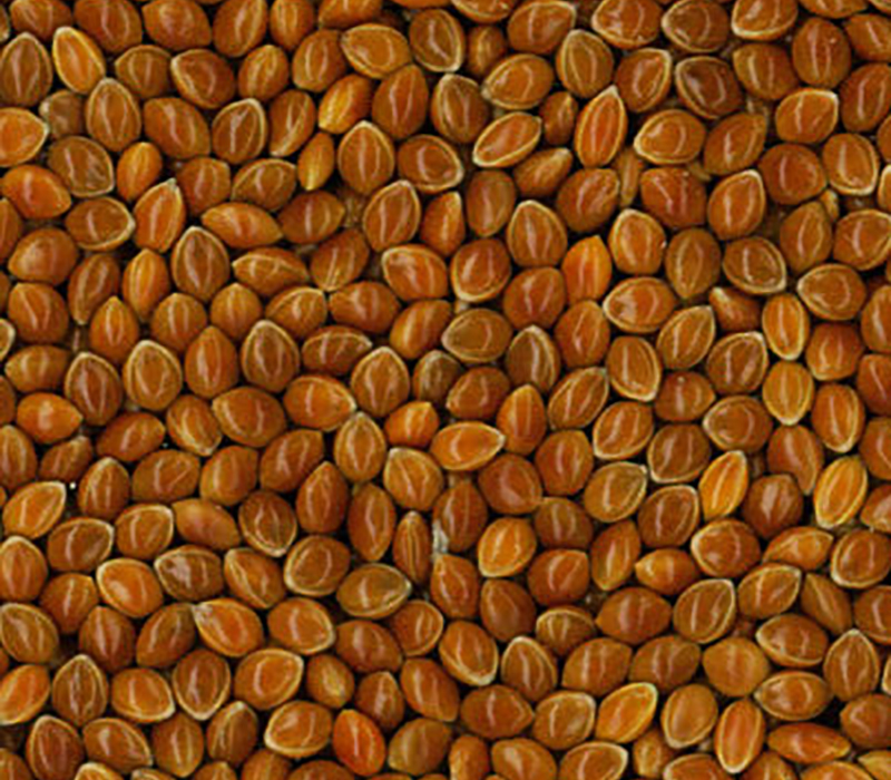 Red Millet seeds