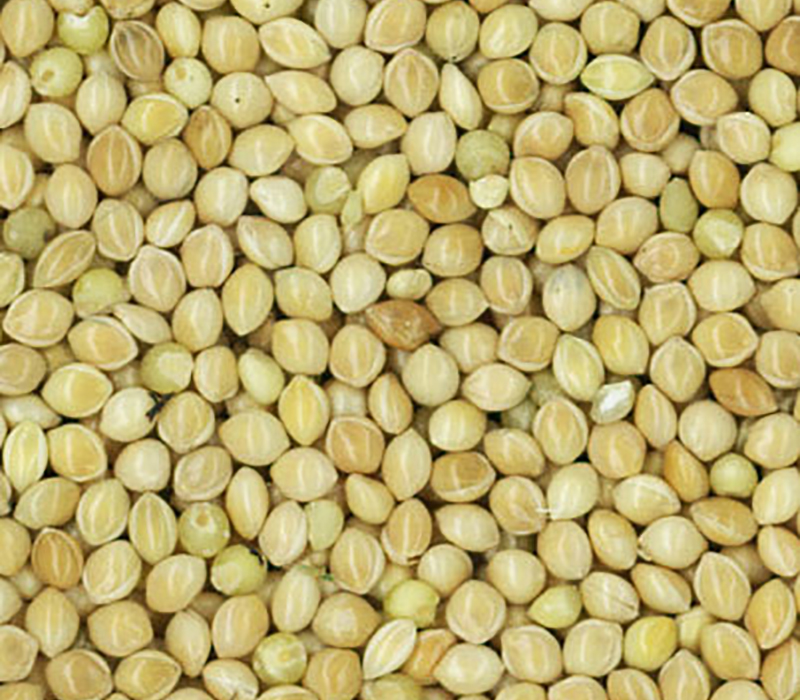 White Millet seeds