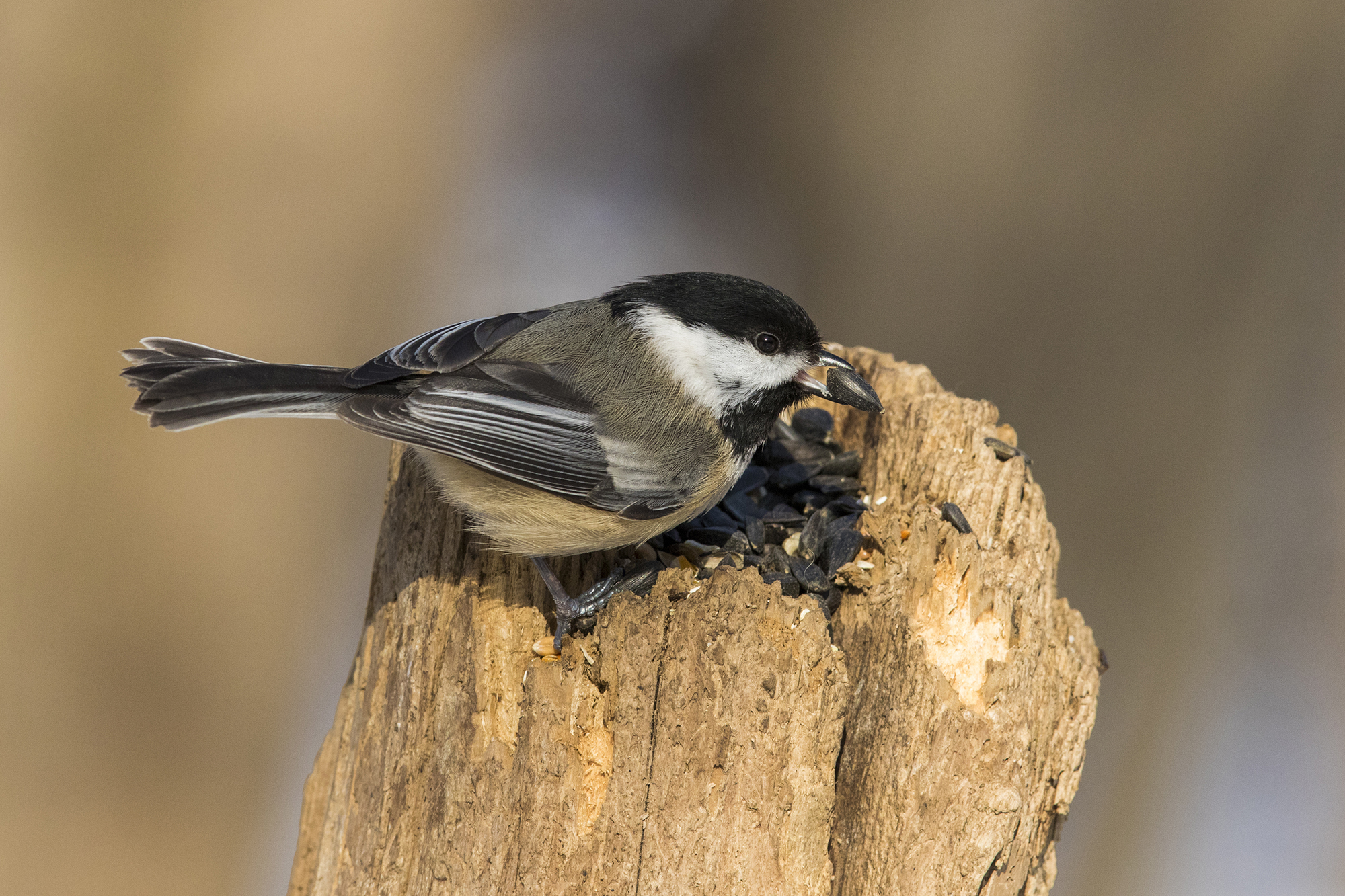 Black Capped Chickadee