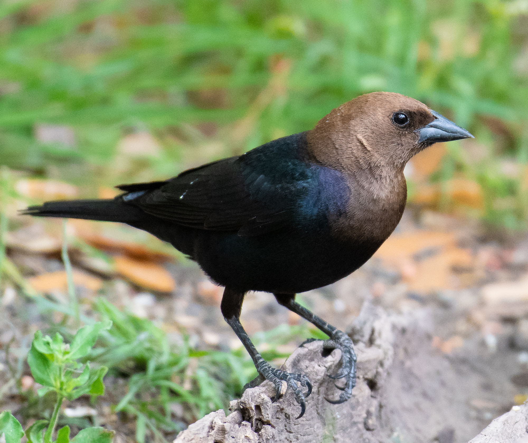 Brown Headed Cowbird