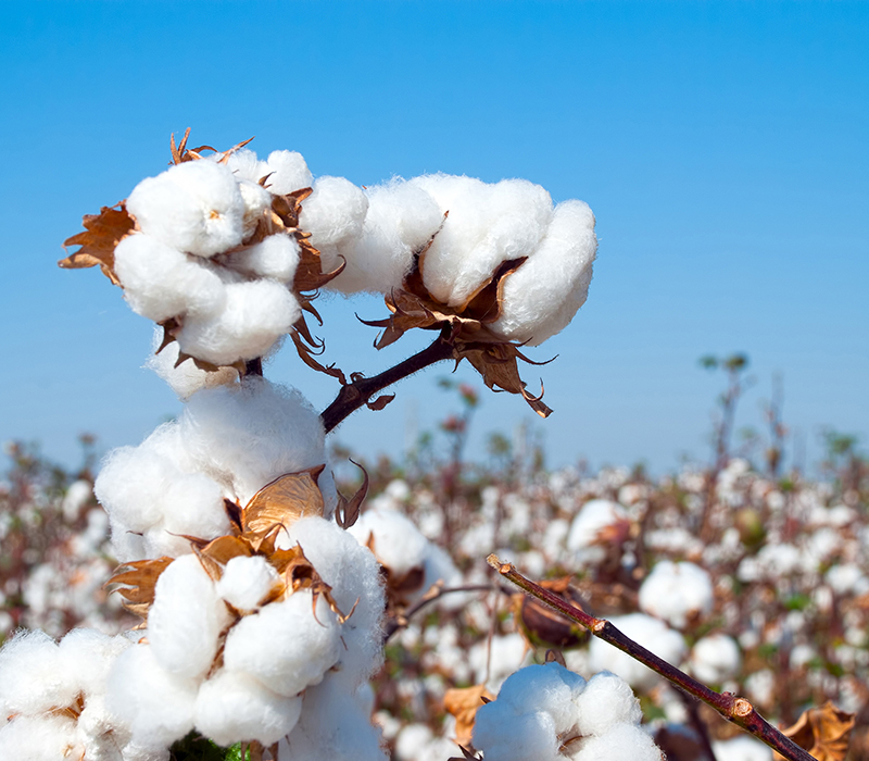 Cotton Field