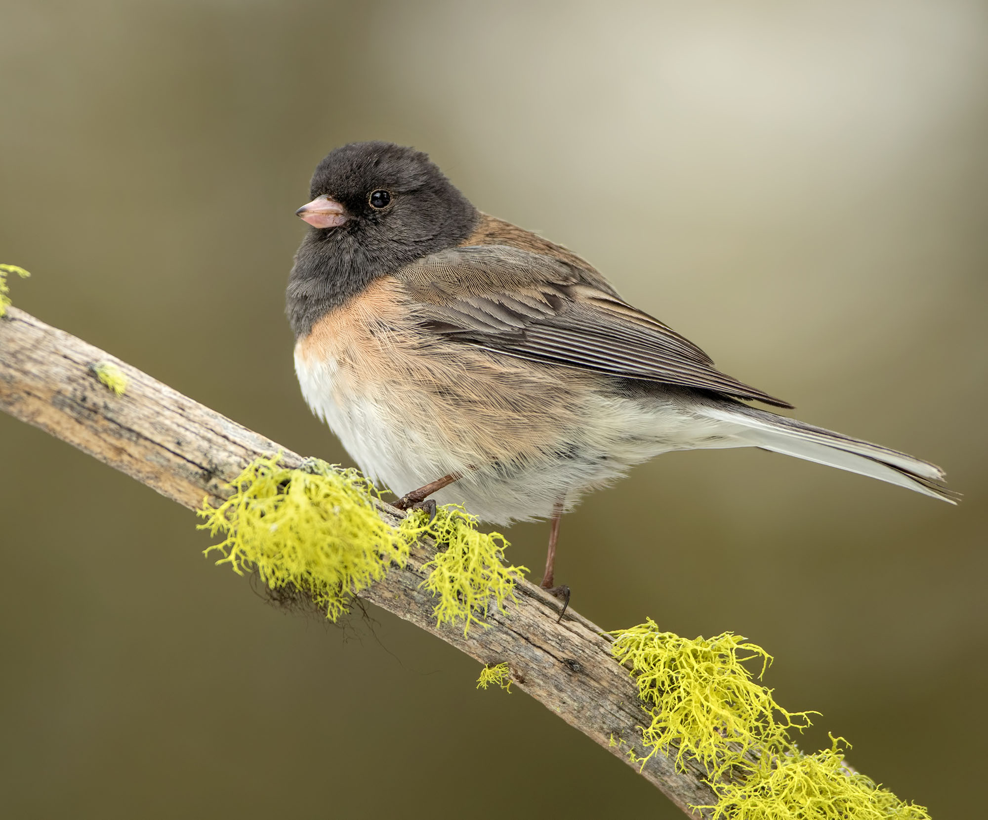 Dark-eyed Junco