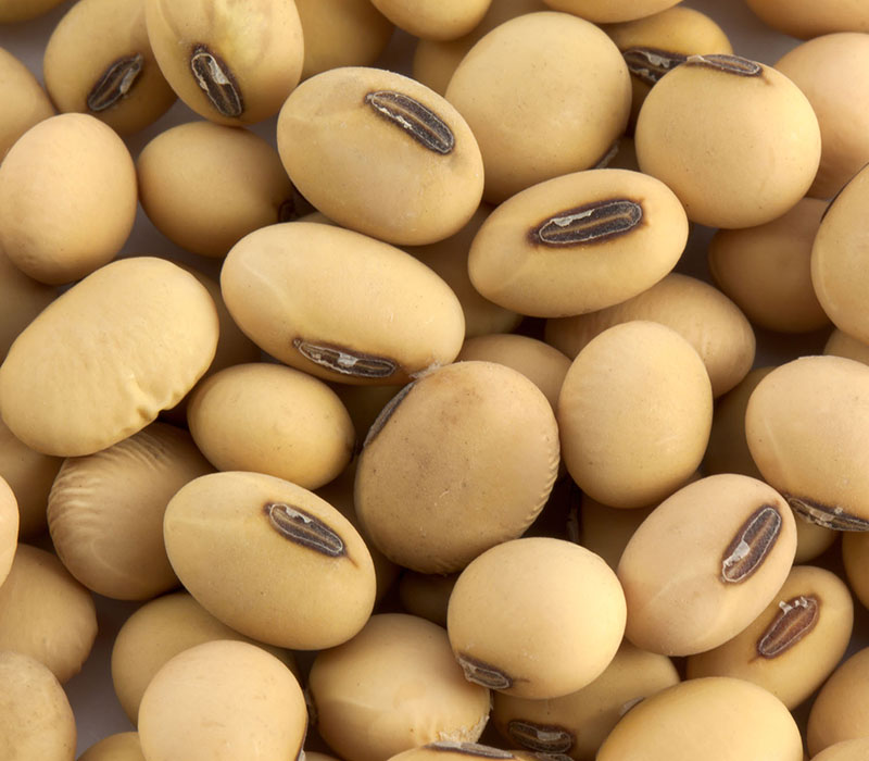 Dark hilum soybeans